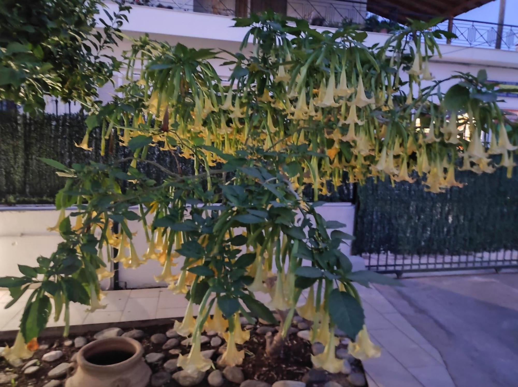 קורופיון Dimitris Place Near Athens Airport מראה חיצוני תמונה